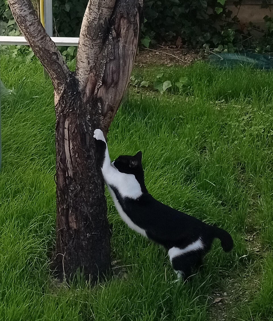 Poppins rascando el almendro (septiembre de 2024)